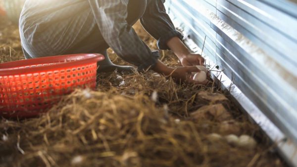 Pasari de curte pradatori oua