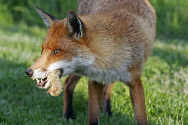 Pasari de curte pradatori oua