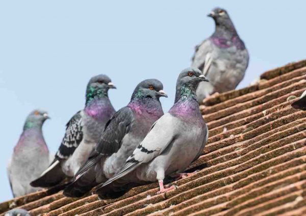 agrishop_hranire_porumbei