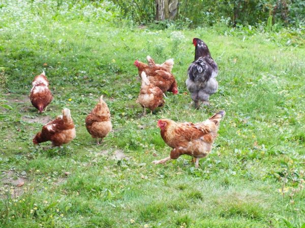 cresterea-puilor-de-gaina