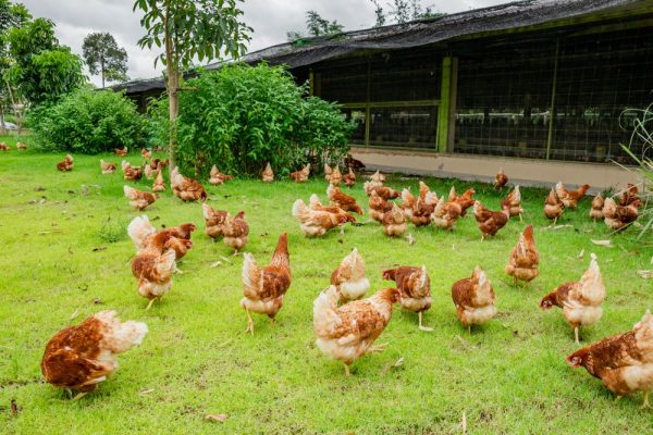 factori-de-stres-pui