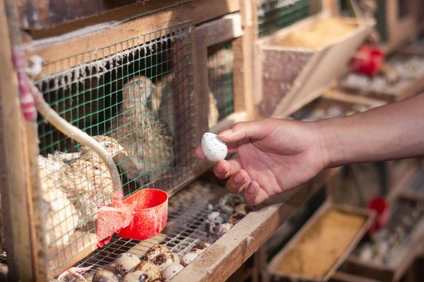 hrana prepelite oua agri shop