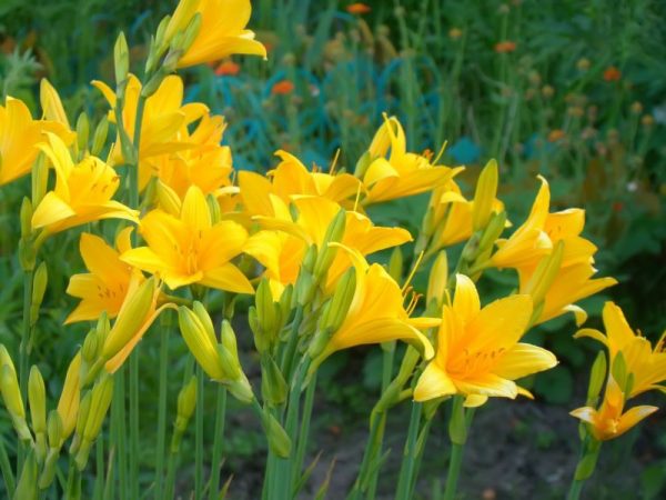 crinii-se-planteaza-primavara