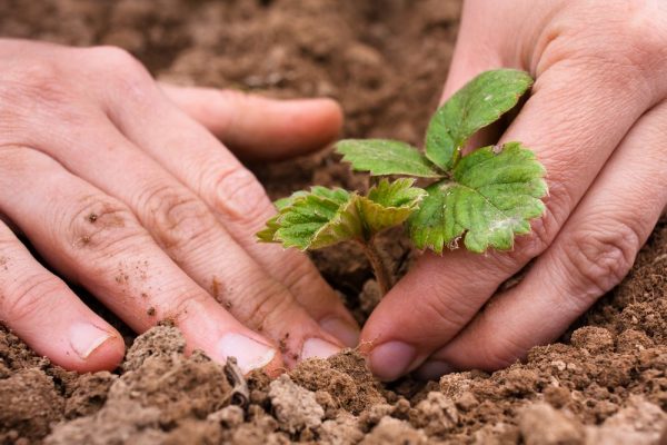 cand-se-planteaza-capsunile