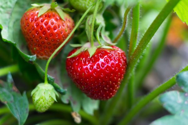 cum-se-ingrijesc-capsunile