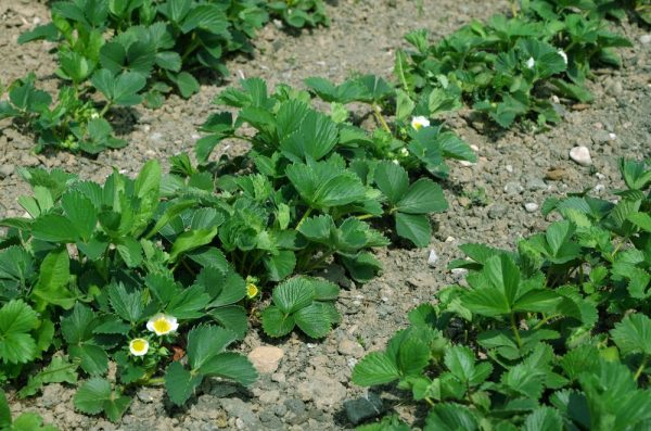 plantare-capsuni-toamna