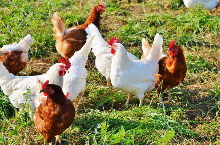 antiparazitarea-externă-a-păsărilor-de-curte_4