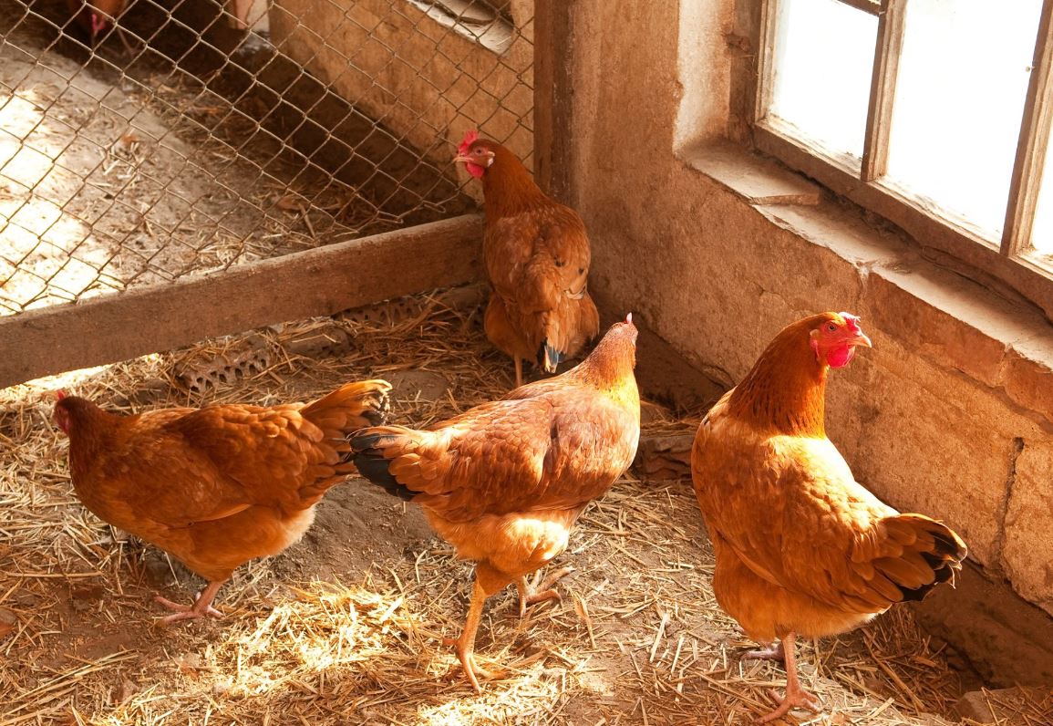 antiparazitarea-externă-a-păsărilor-de-curte_3