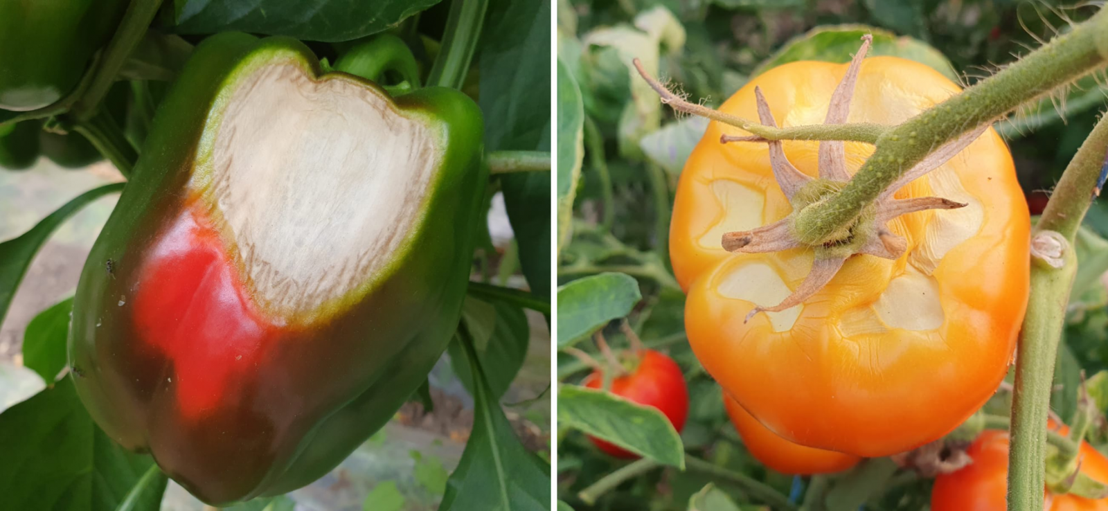 Protejarea plantelor de arsurile solare 