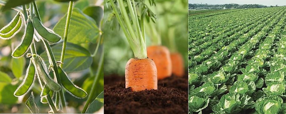 Rotația culturilor și menținerea fertilității solului